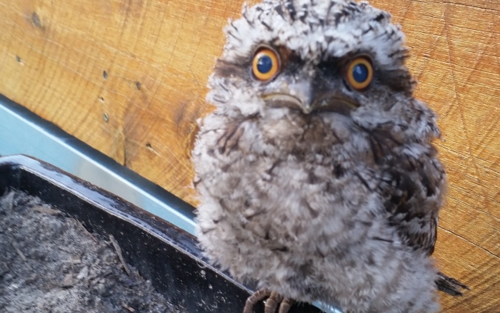 irwin the frogmouth owl 