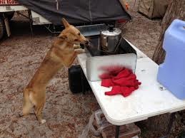 Camping with Dingos