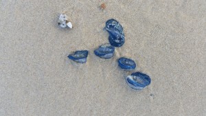 Blue Bottle Jellyfish