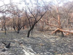 After the bushfire Dec 2013