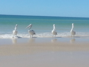Family of Pelicans
