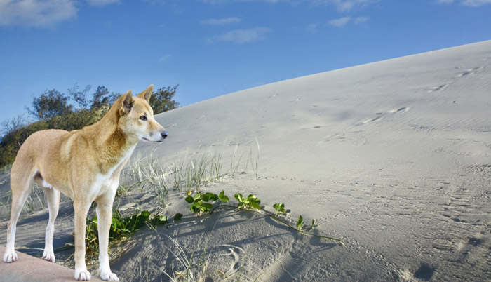 dingos are wild on Fraser island