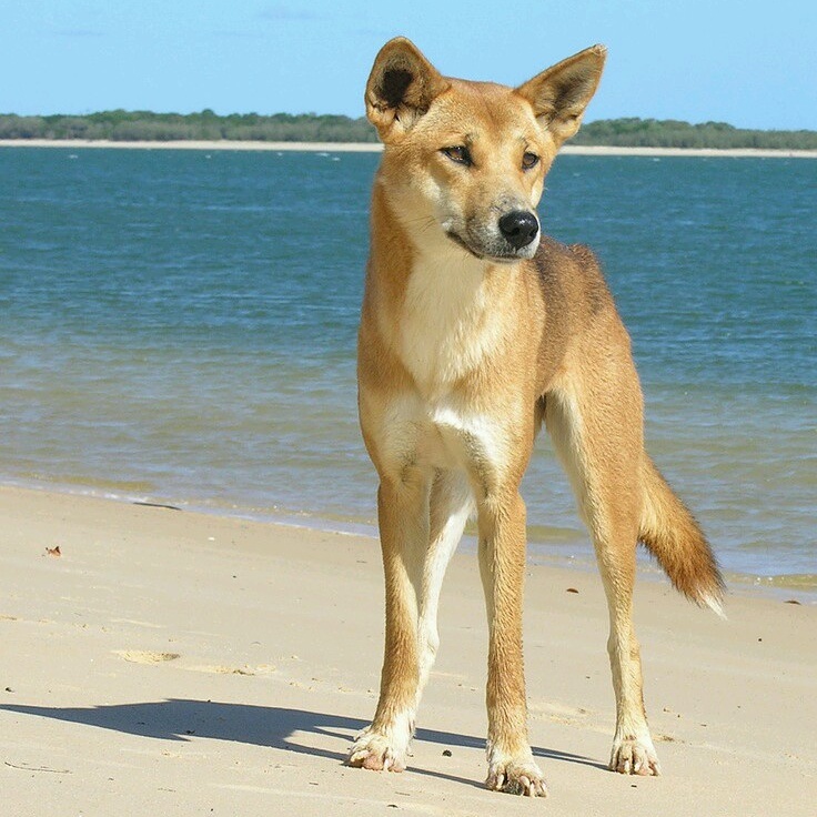 fraser island how to visit