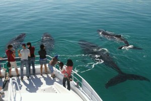whale watching tours