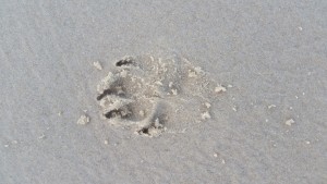 Dingo Paw print on the sand