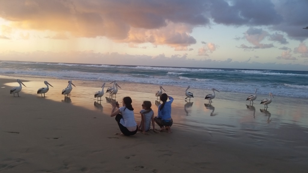 Pelicans on Fraser Island