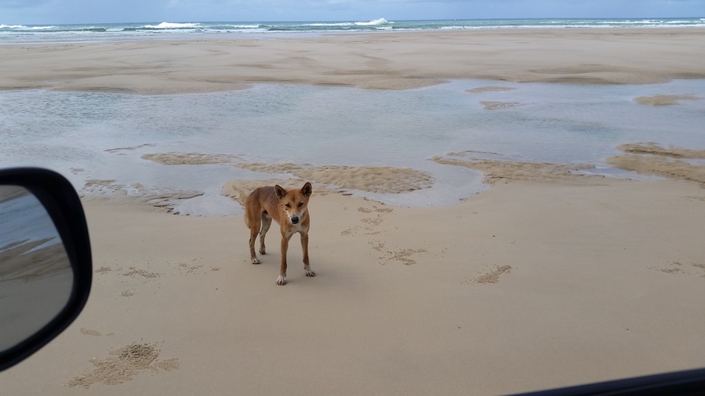 Dingo are a part of the natural wonder of Fraser island