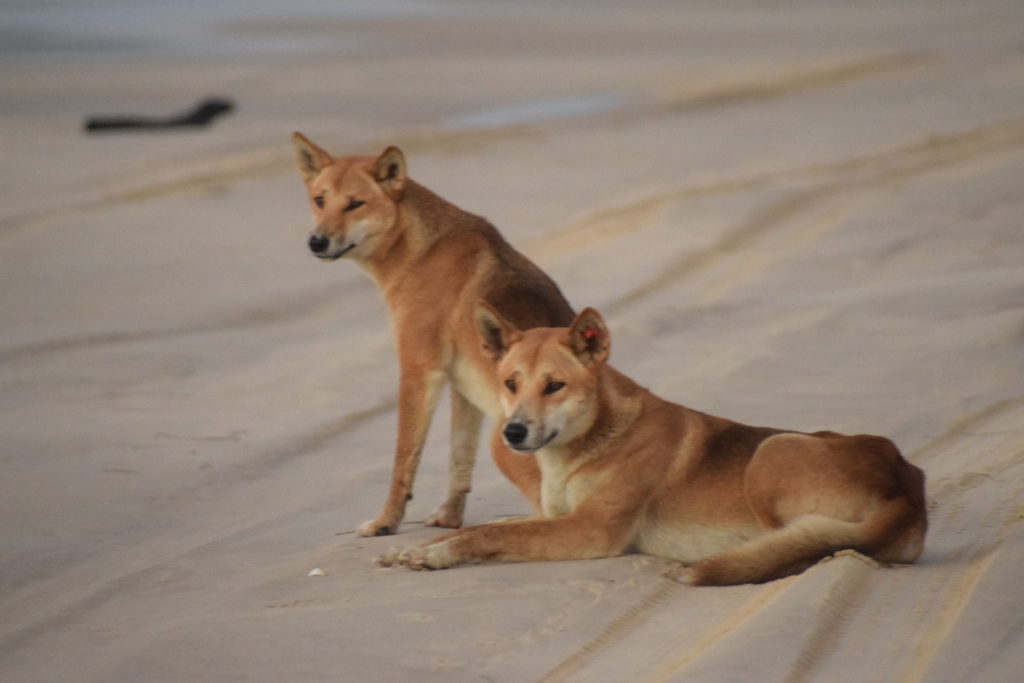 A pair of dingos