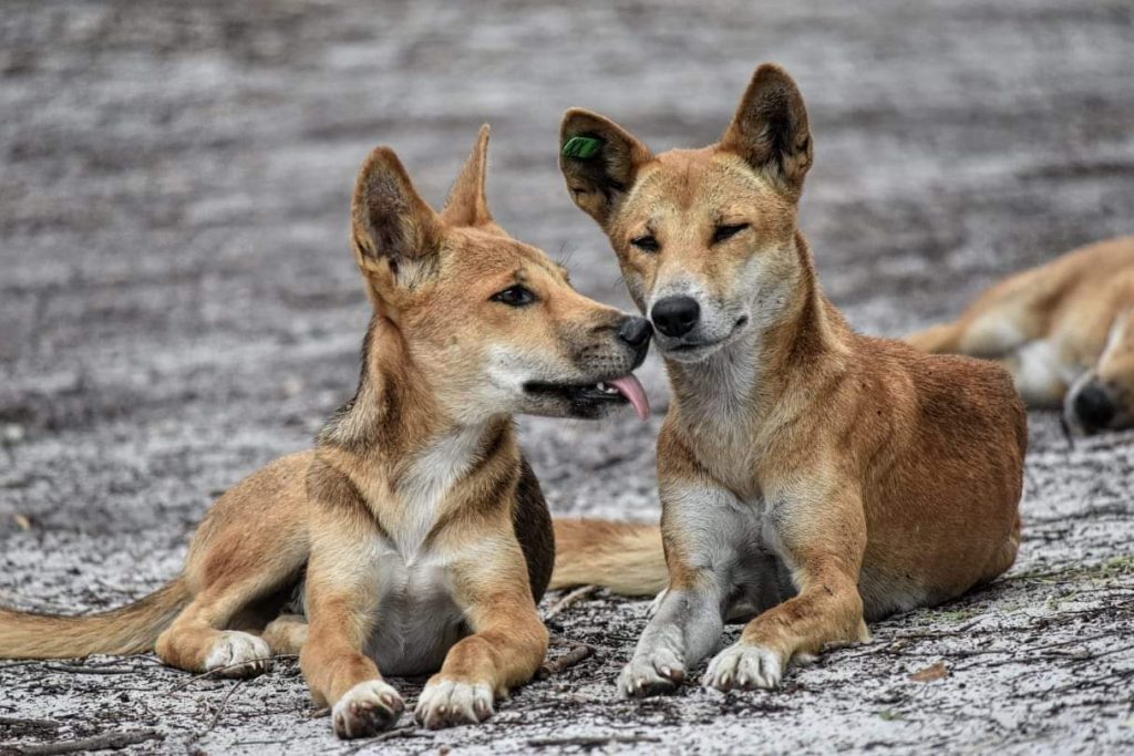 Orchid Beach Dingo pack