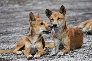 Orchid Beach Dingo pack