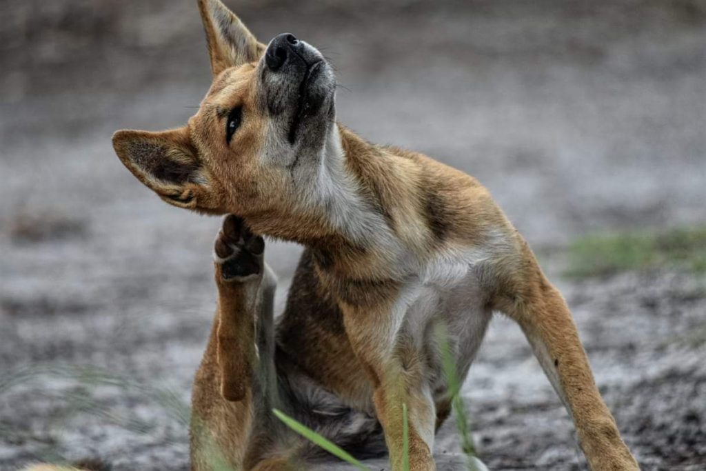 Dingo pup