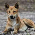 Fraser Island resident Dingo