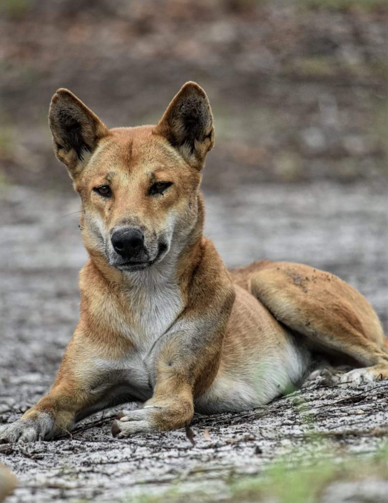 Fraser Island resident Dingo
