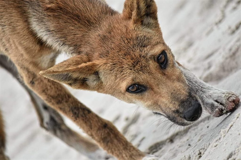 Fraser Island resident Dingo