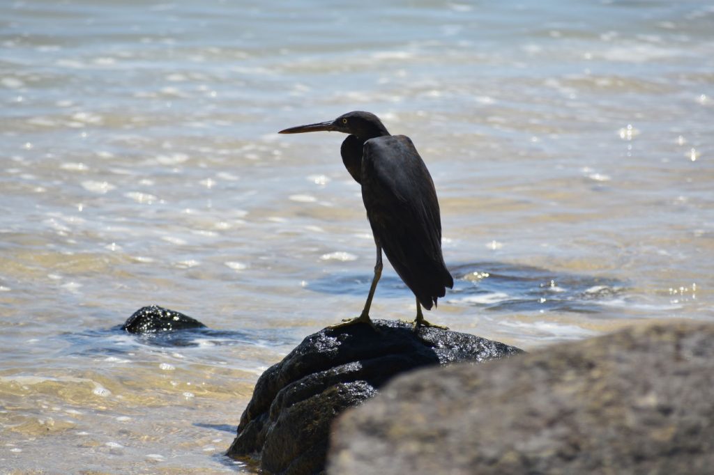 Bird on Rock