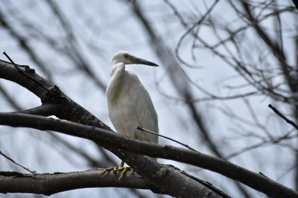 Birdwatching at Ocean lake