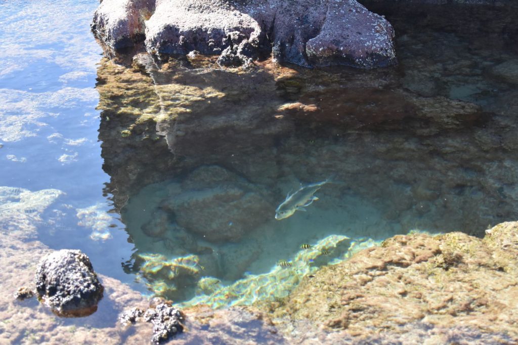 The pools at Waddy Pointt