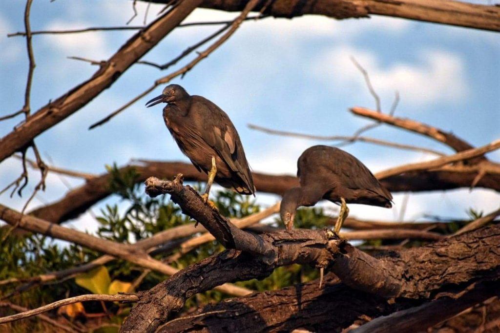 Birdlife Fraser Island