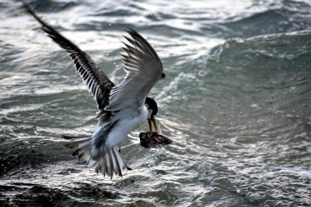 Sea Bird