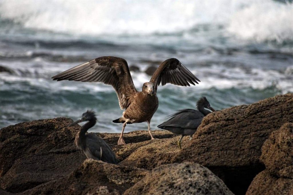 Migratory sea birds