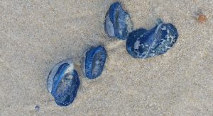 Blue Bottle jellyfish on fraser island