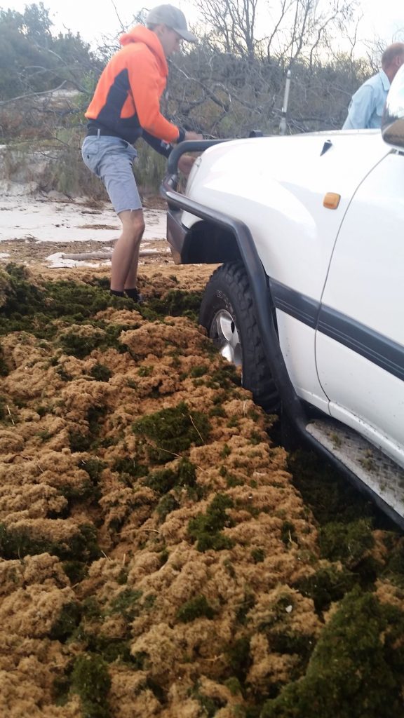 Bogged in seaweed