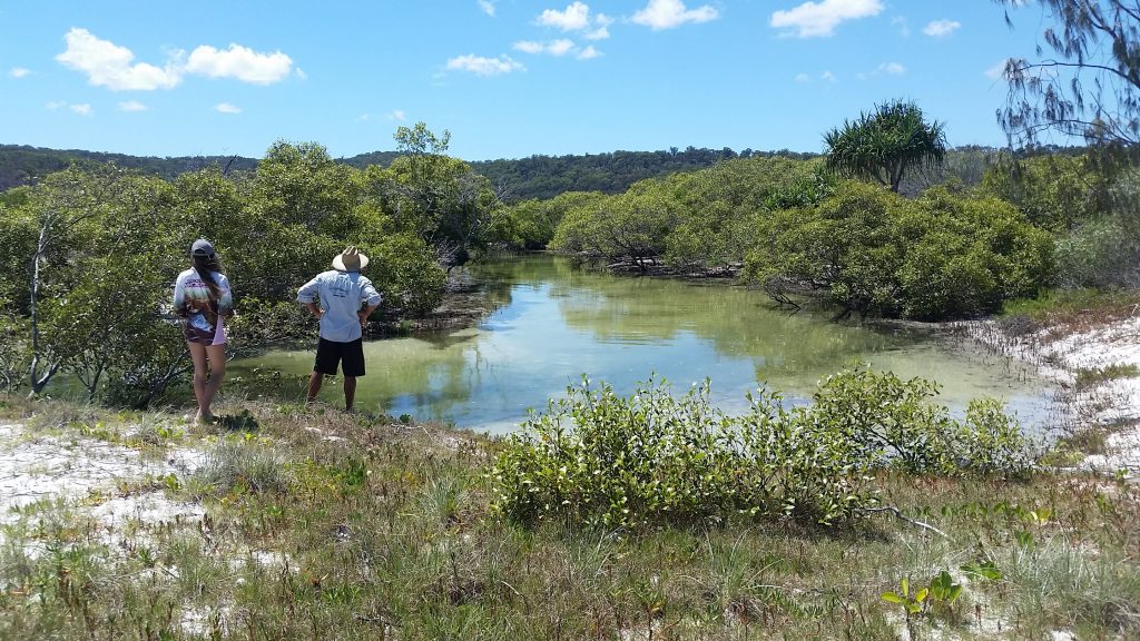 Perfect spot to find Mud Crabs in the Wathumba Creek mangroves