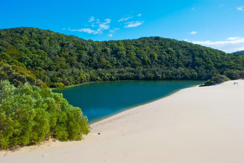 Lake Wabby is where a sand blow meets a perched lake. This spectacular lake is a must visit.