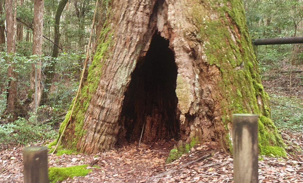 Valley of the Giants