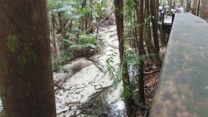 Wanggoolba Creek - Central Station Fraser Island Australia