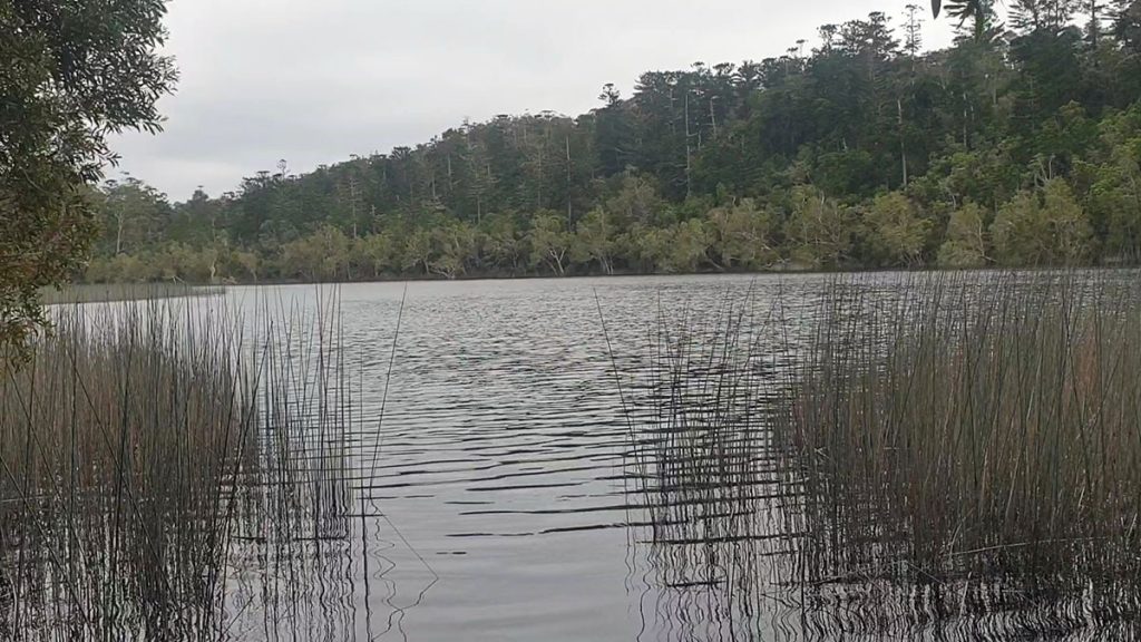Lake Allom peering through the reeds