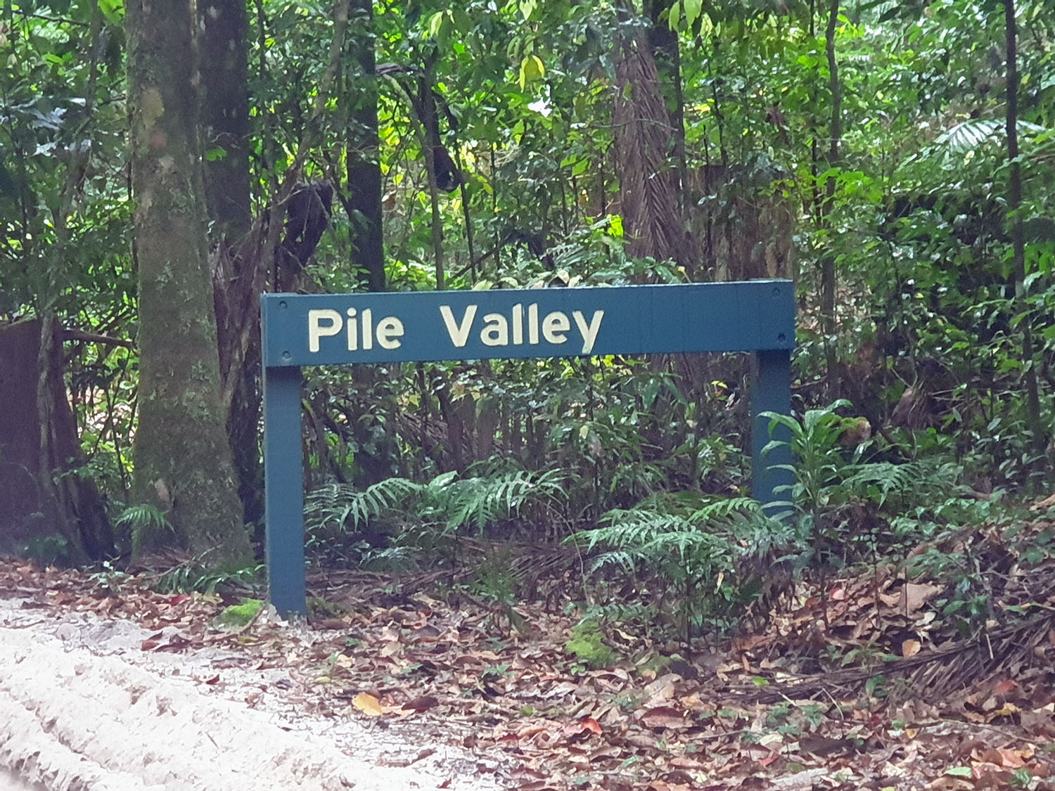 Pile valley in the rainforrest