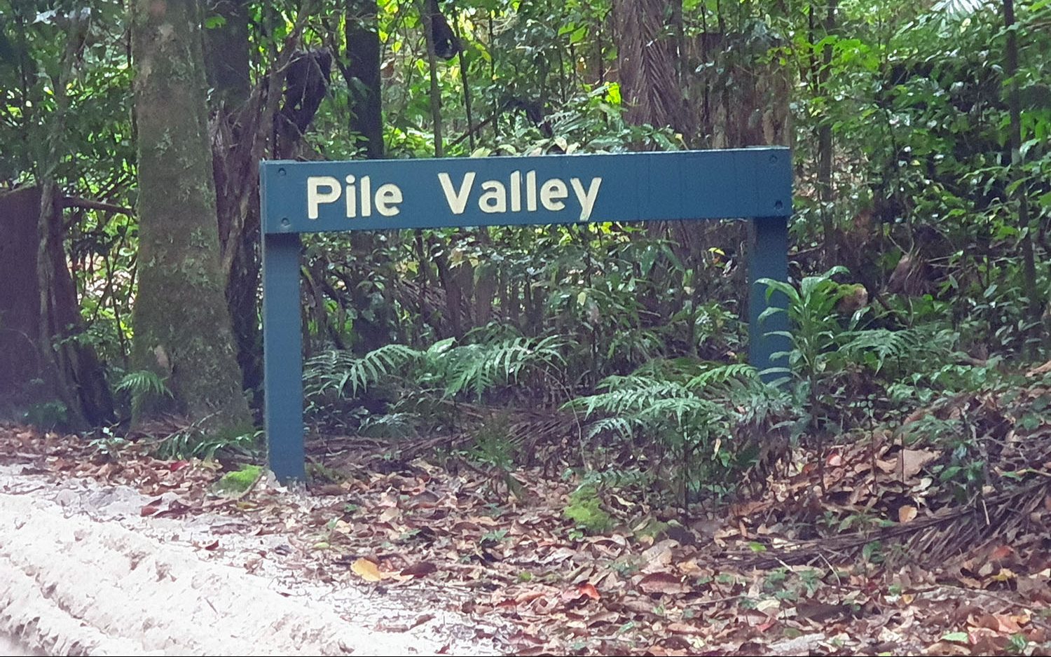 Pile valley in the rainforrest