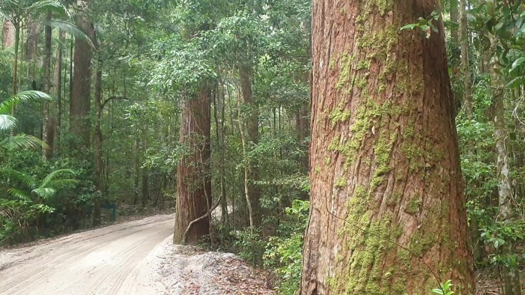 Giant Hoop pines at Pile Valley