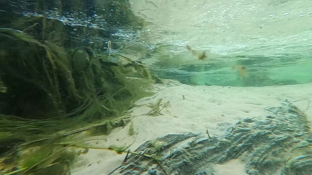 Swimming at little Eli Creek